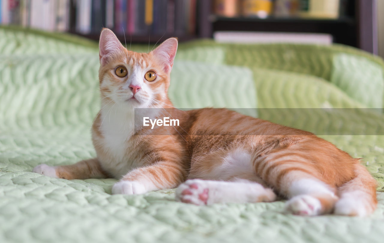 PORTRAIT OF GINGER CAT LYING ON BED