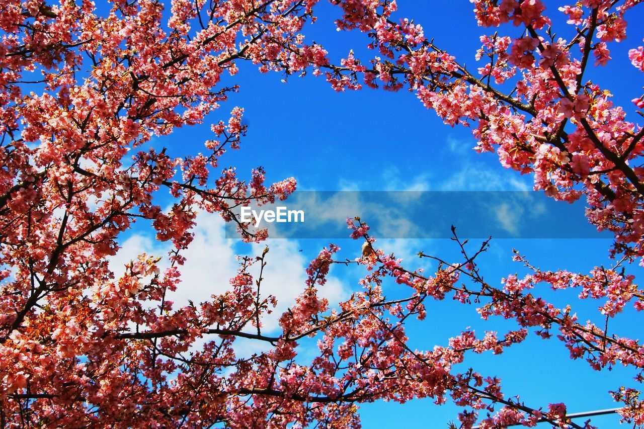 Low angle view of flowering tree against blue sky