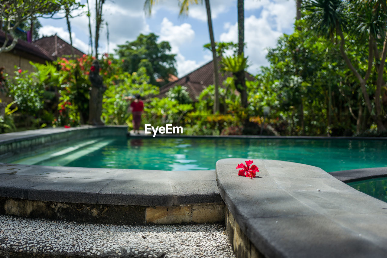 Red hibiscus on retaining wall by swimming pool