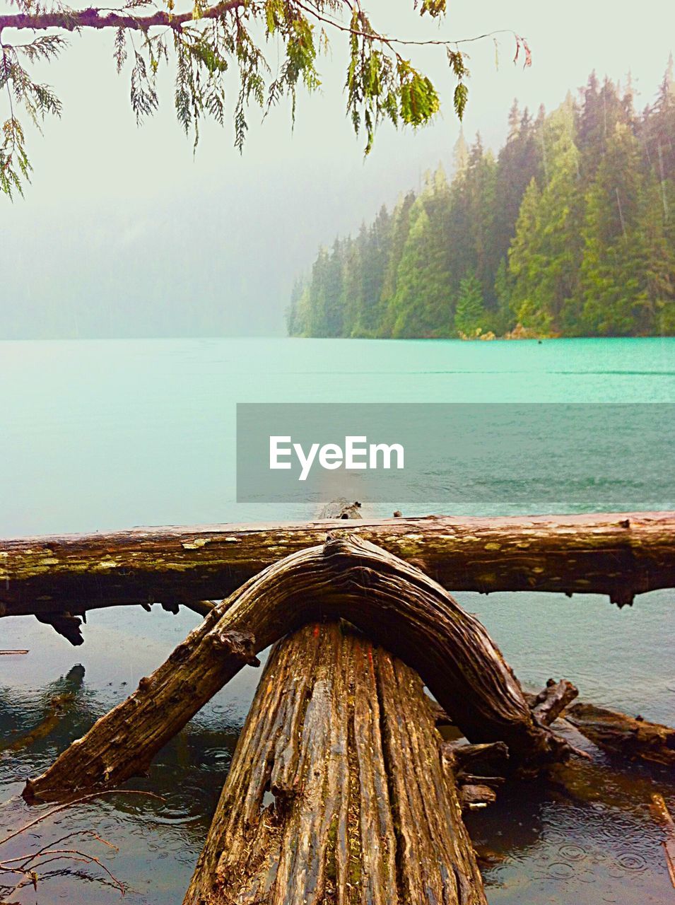 VIEW OF TREE TRUNK ON WOODEN PIER