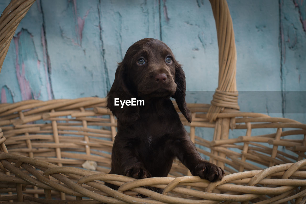 Portrait of dog in basket