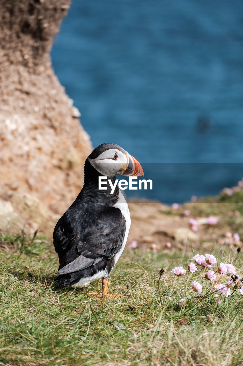 Close-up of puffin on a cliff 