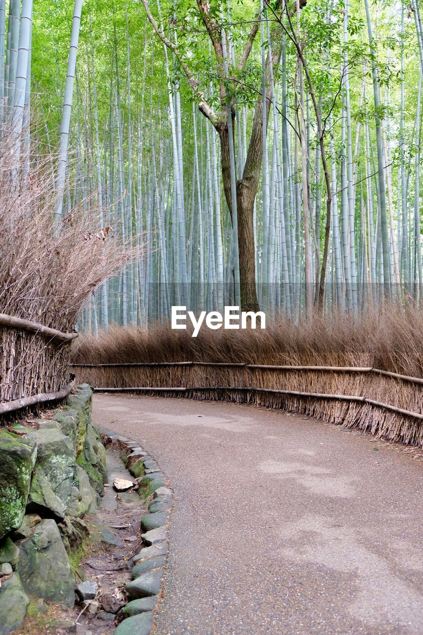 VIEW OF BAMBOO PLANTS IN FOREST