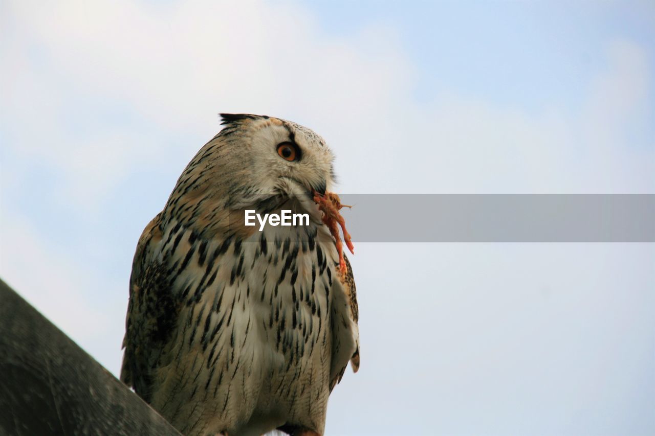 LOW ANGLE VIEW OF OWL PERCHING AGAINST SKY