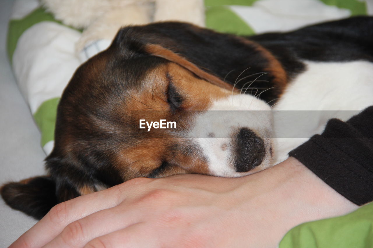 CLOSE-UP OF PUPPY SLEEPING ON WOMAN AT HOME