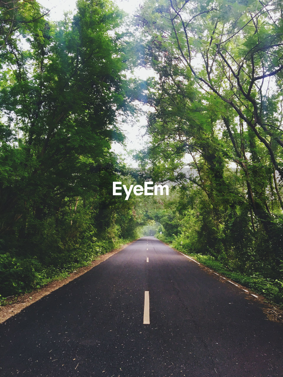 EMPTY ROAD BY TREES