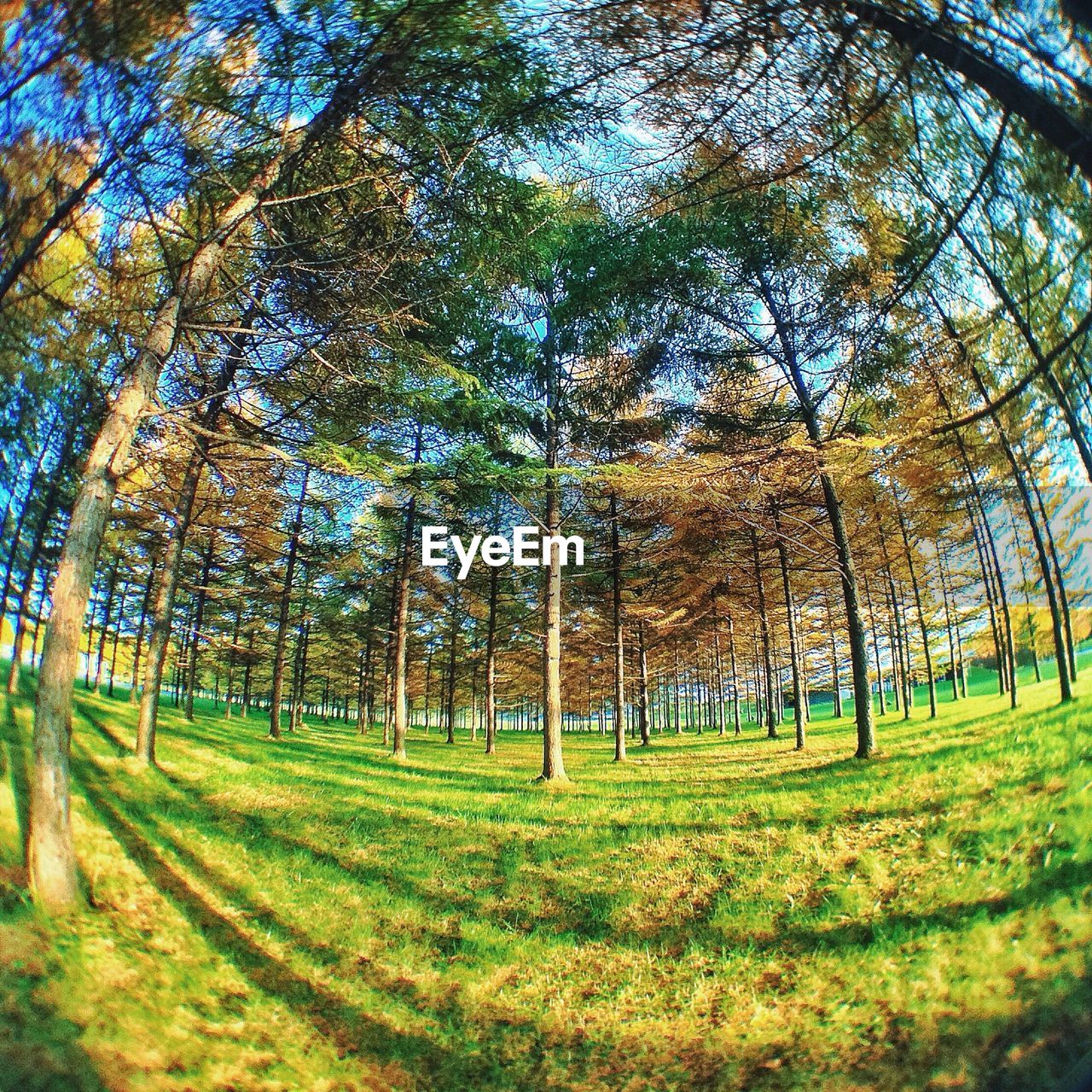 Fish-eye lens of trees growing in field