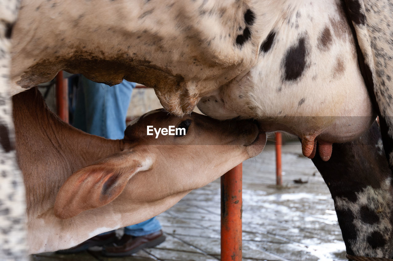 Calf suckling from cow's udder