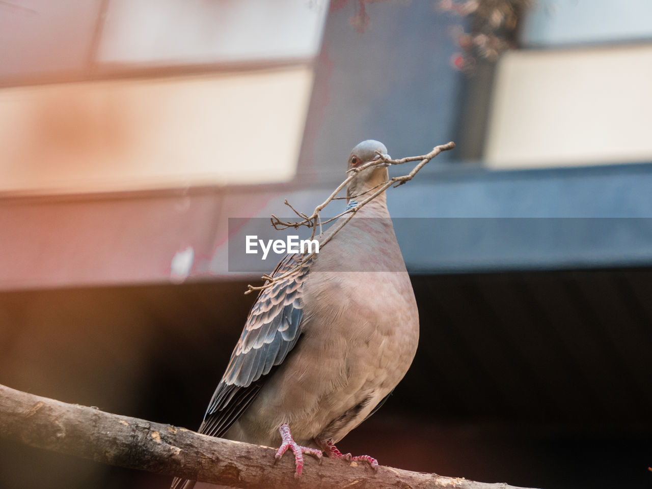 BIRD PERCHING ON A RAILING