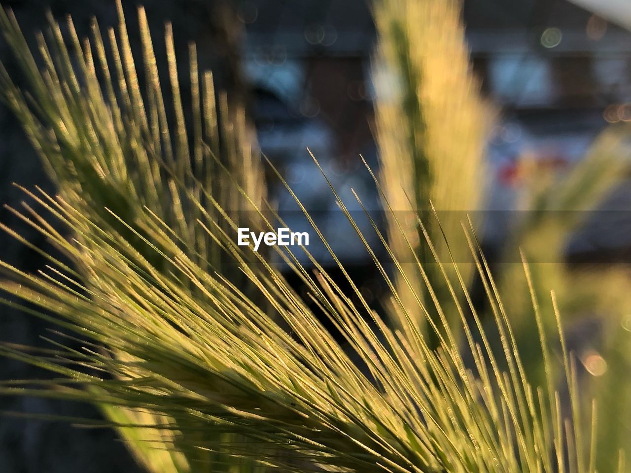 CLOSE-UP OF WHEAT GROWING IN FIELD