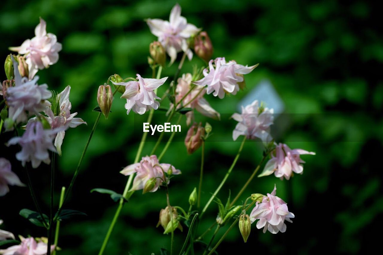 Close-up of flowering plant