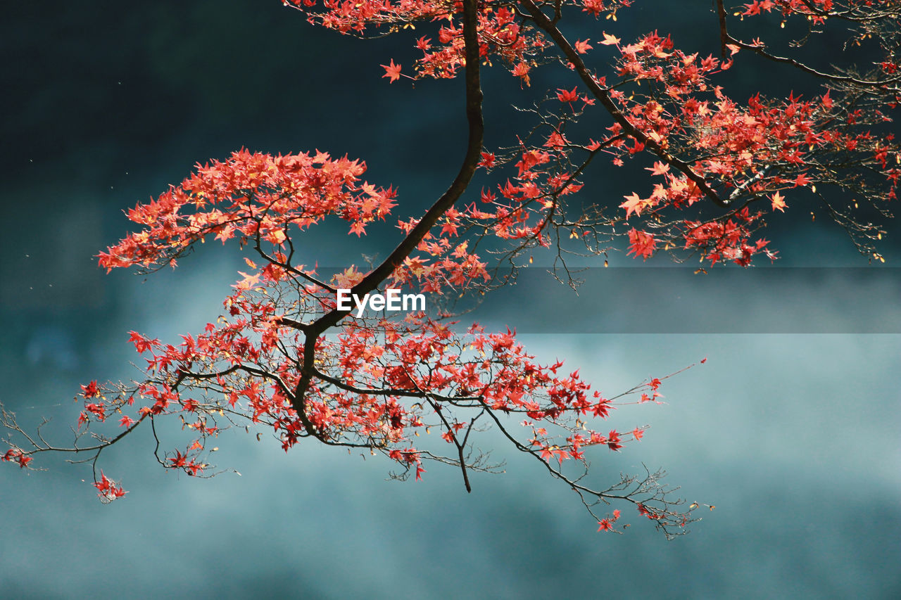 Low angle view of flowering tree against sky during autumn