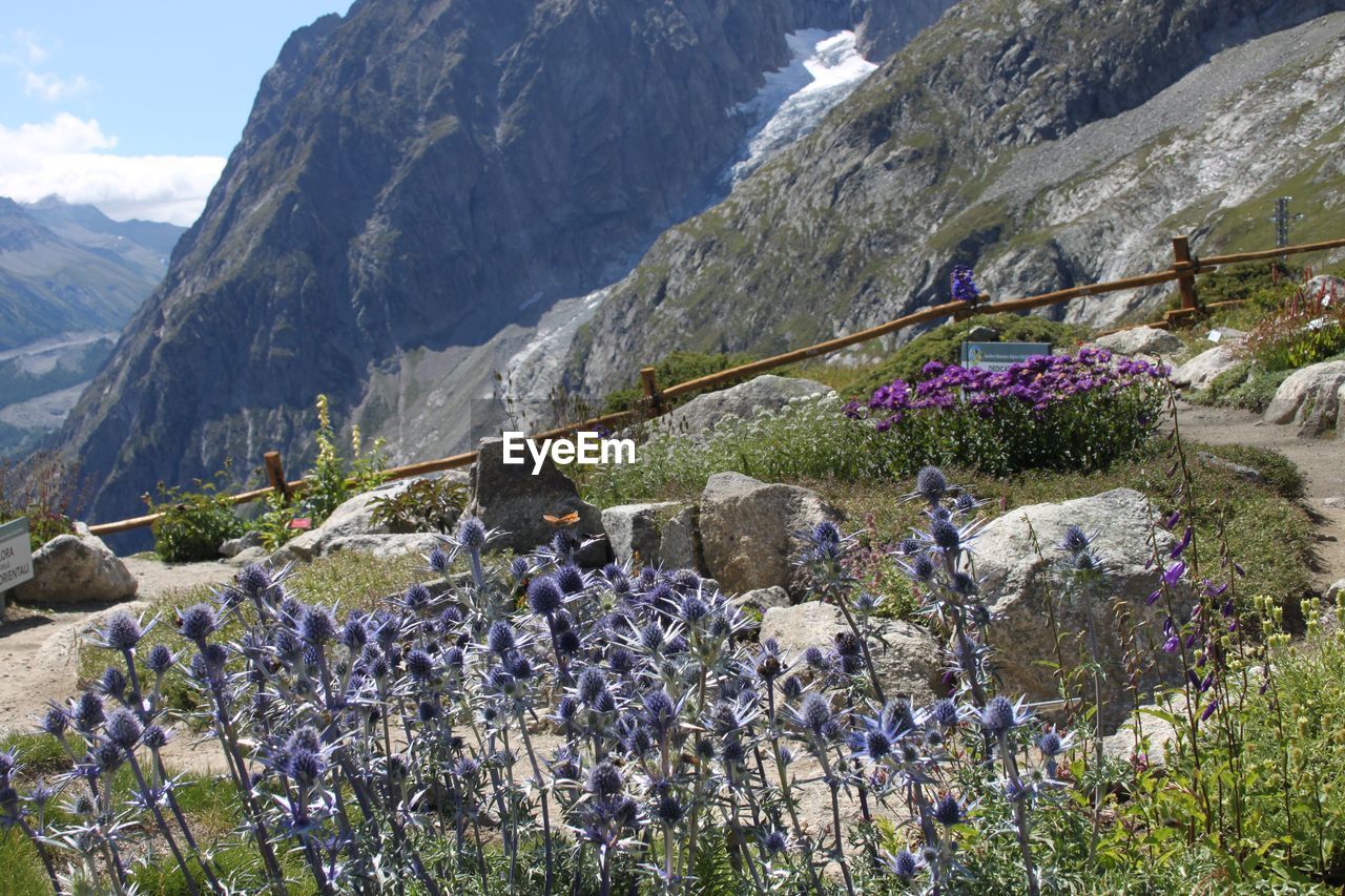 Flowering plants on rocks against mountains