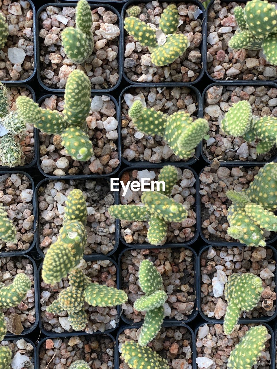 Full frame shot of succulent plants