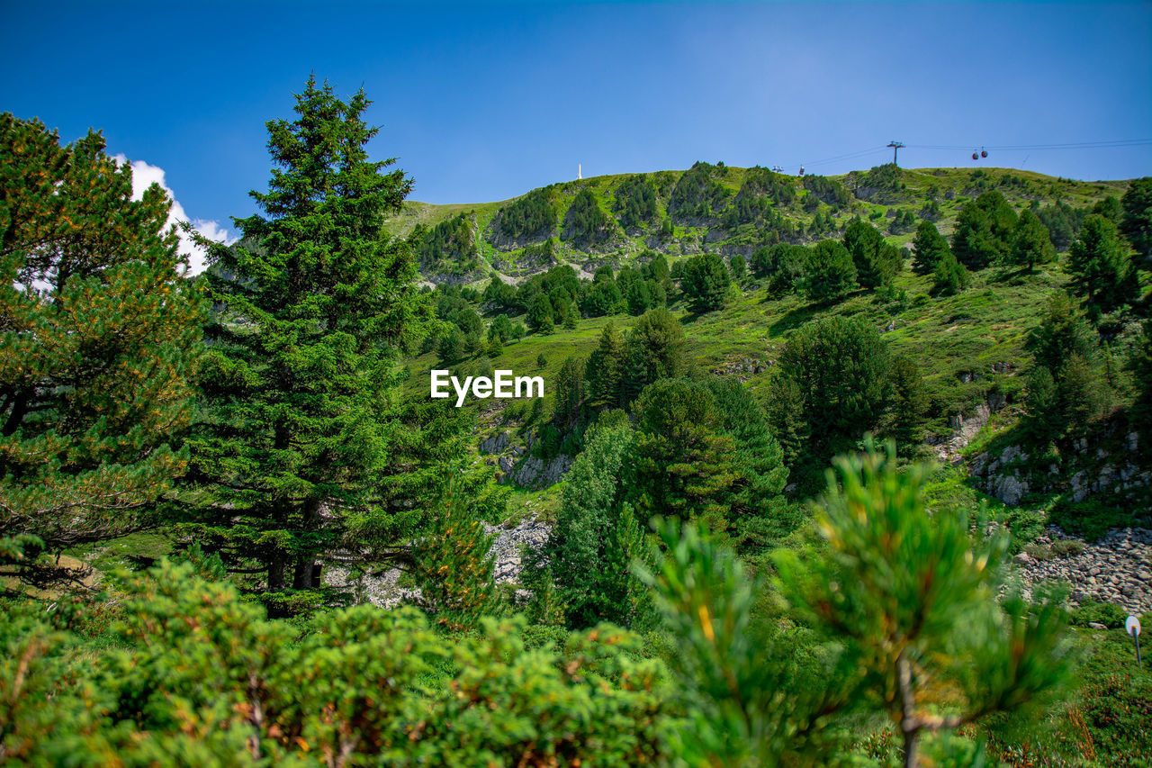 Scenic view of forest against sky