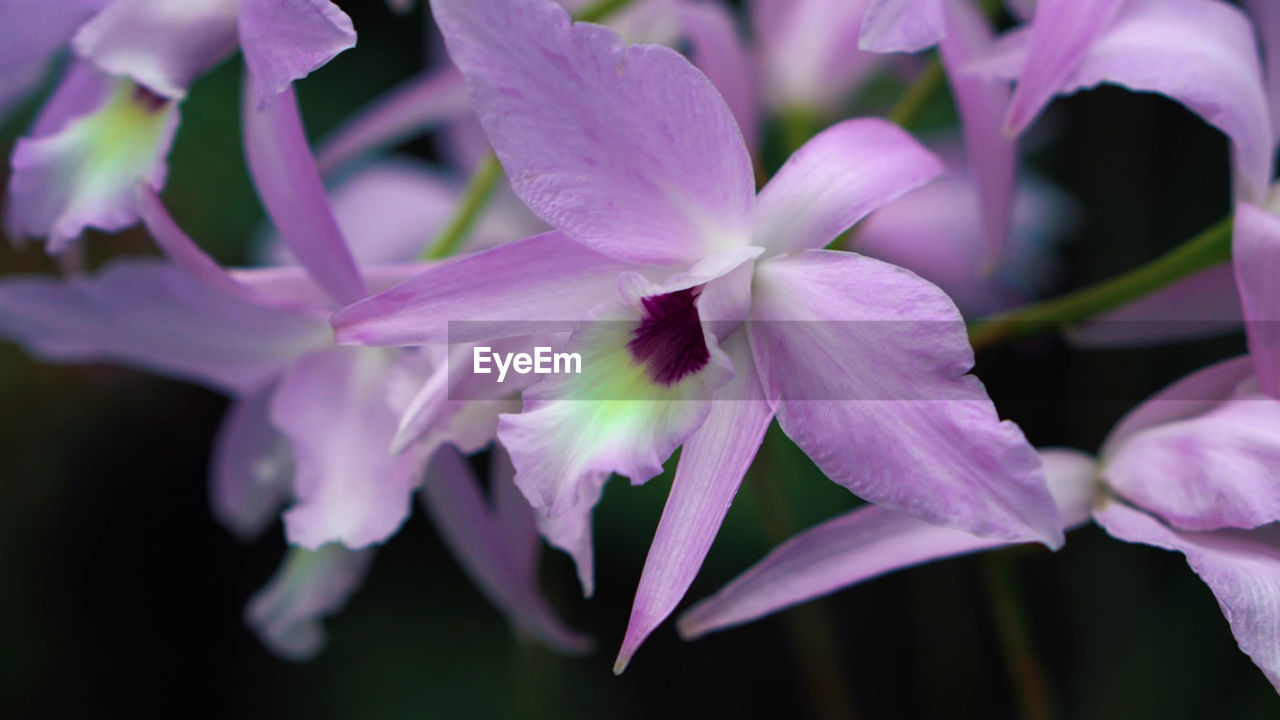 Close-up of purple flowering plants