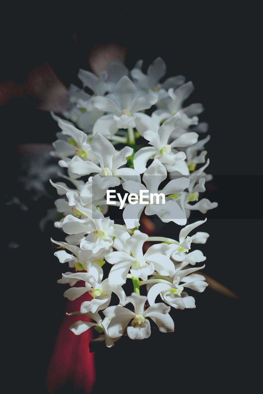 CLOSE-UP OF WHITE FLOWERS