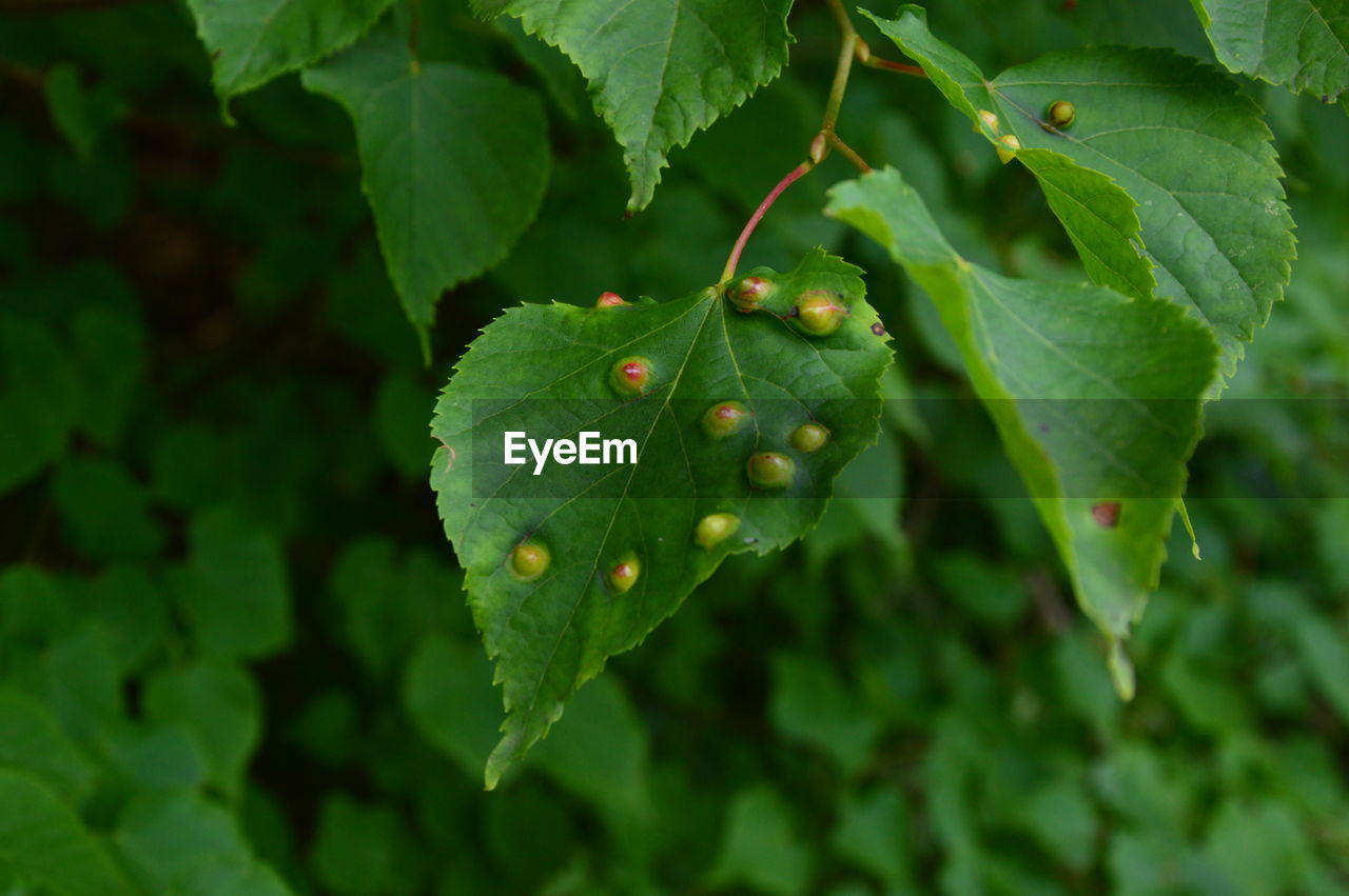 CLOSE-UP OF FRUIT ON PLANT