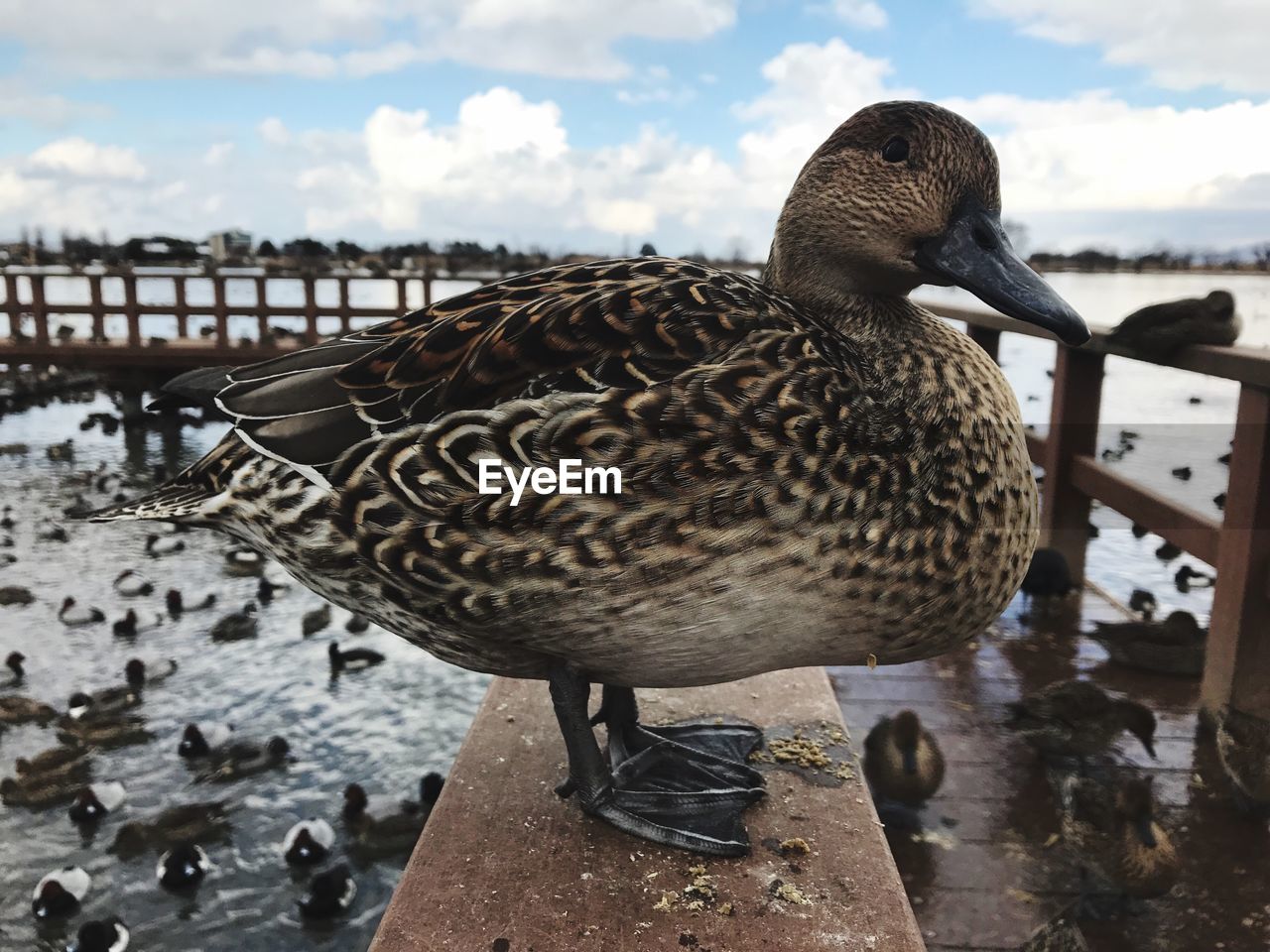 CLOSE-UP OF A DUCK