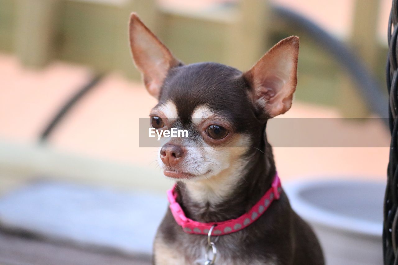 CLOSE-UP PORTRAIT OF DOG