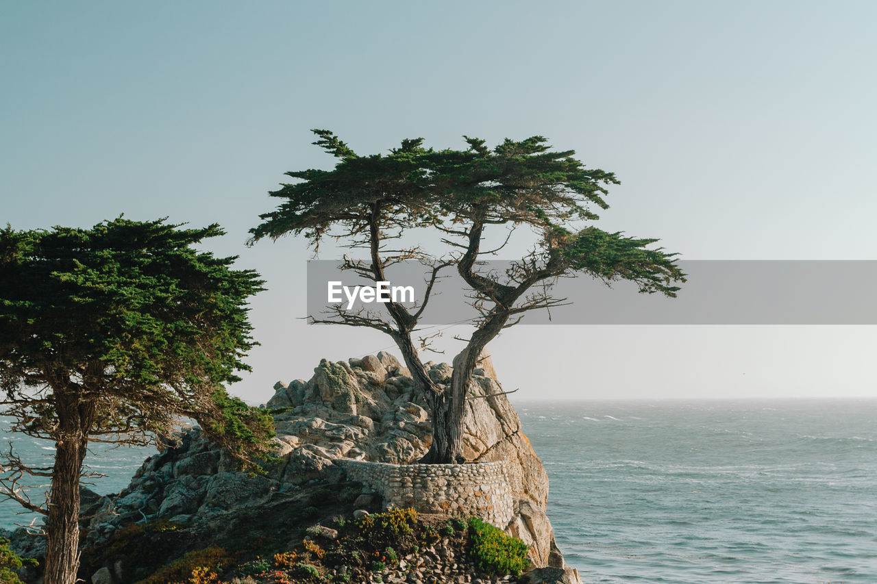 Tree by sea against clear sky