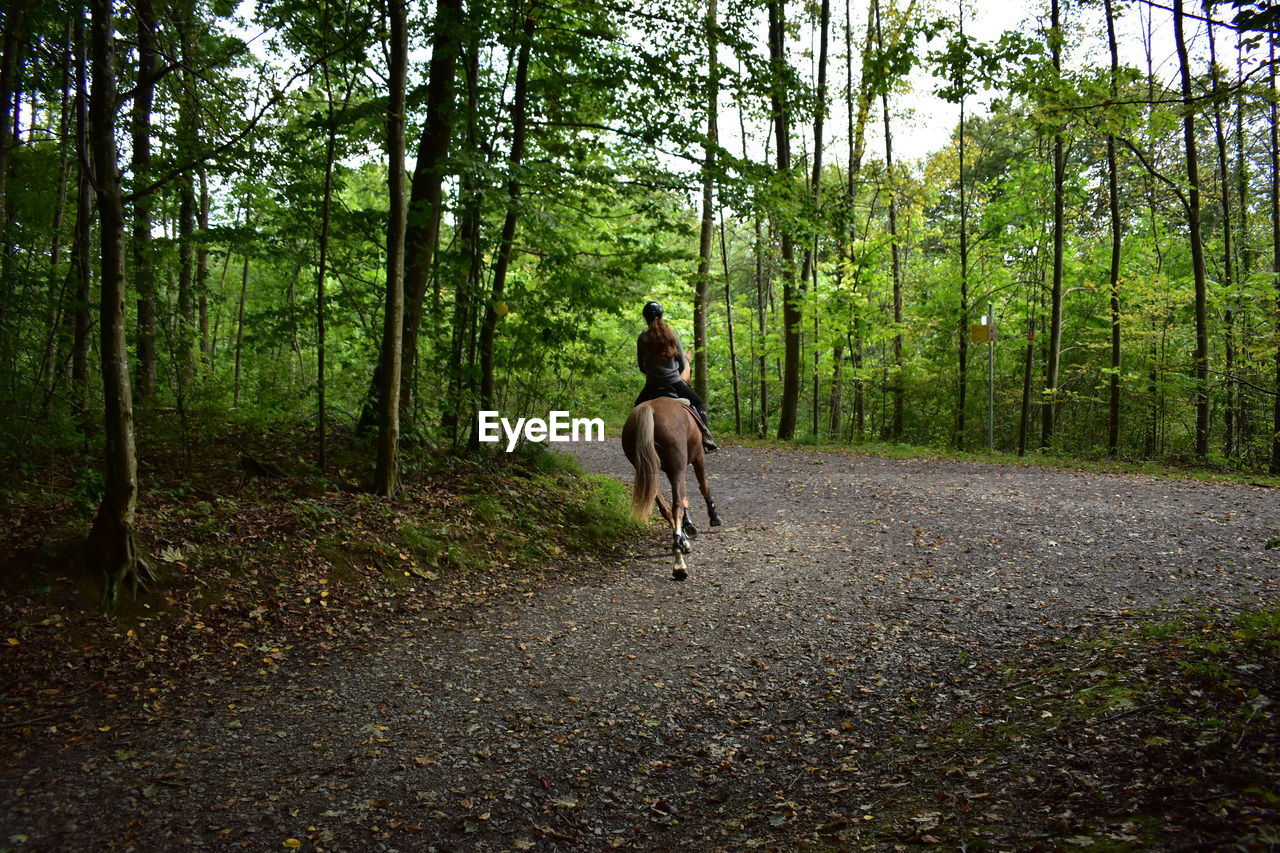 Woman riding horse on footpath in forest