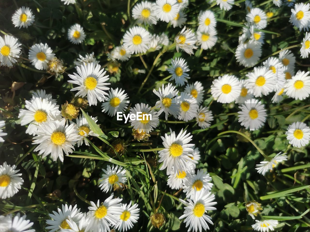 Close-up of white daisy flowers