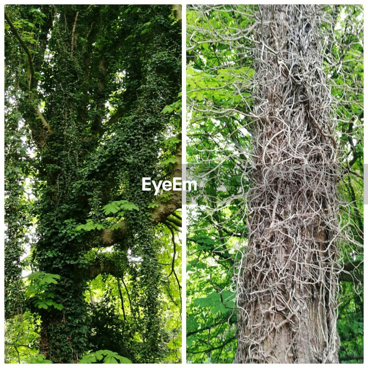 TREES AND PLANTS IN FOREST