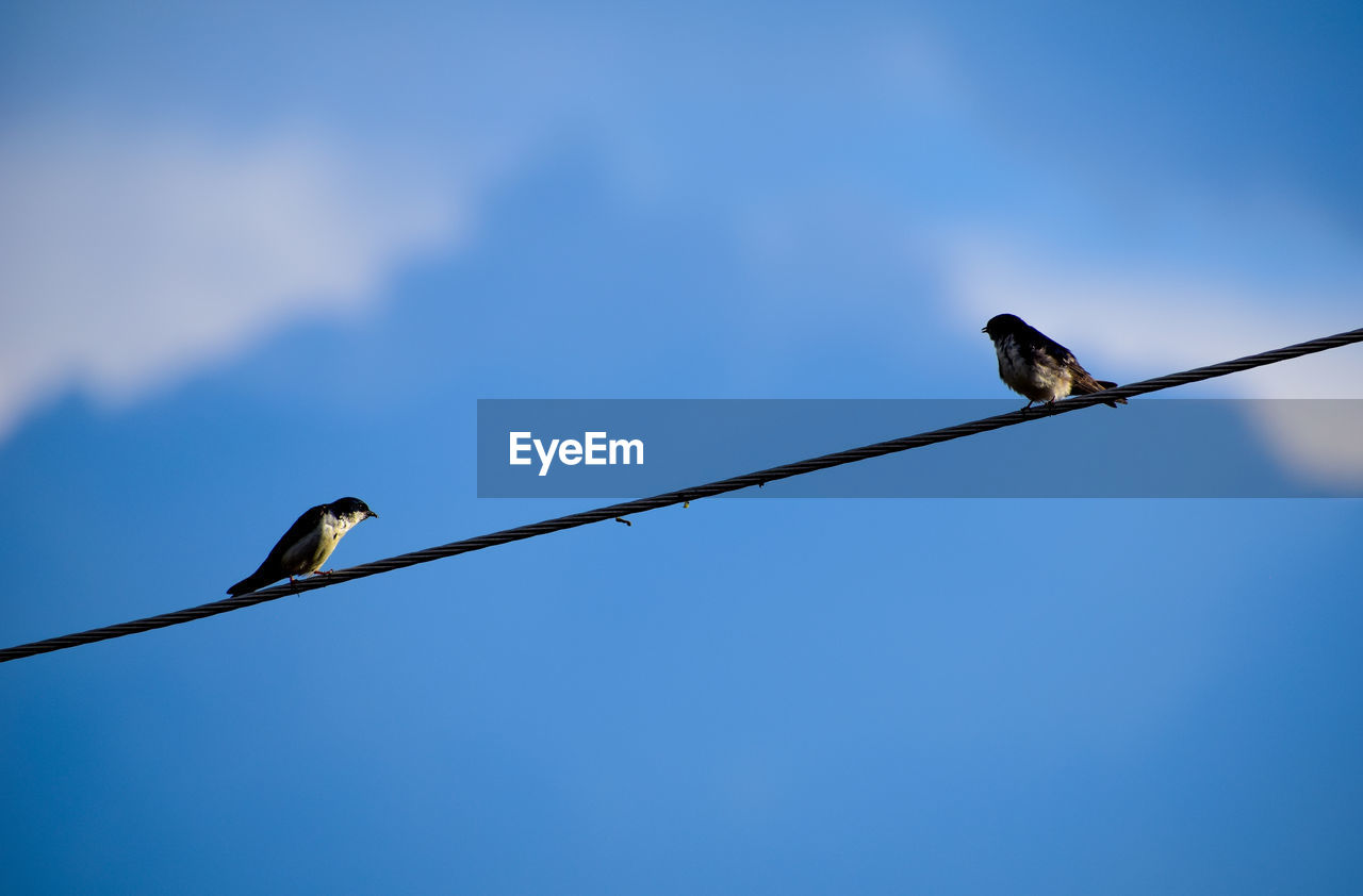 Low angle view of bird perching on cable against sky