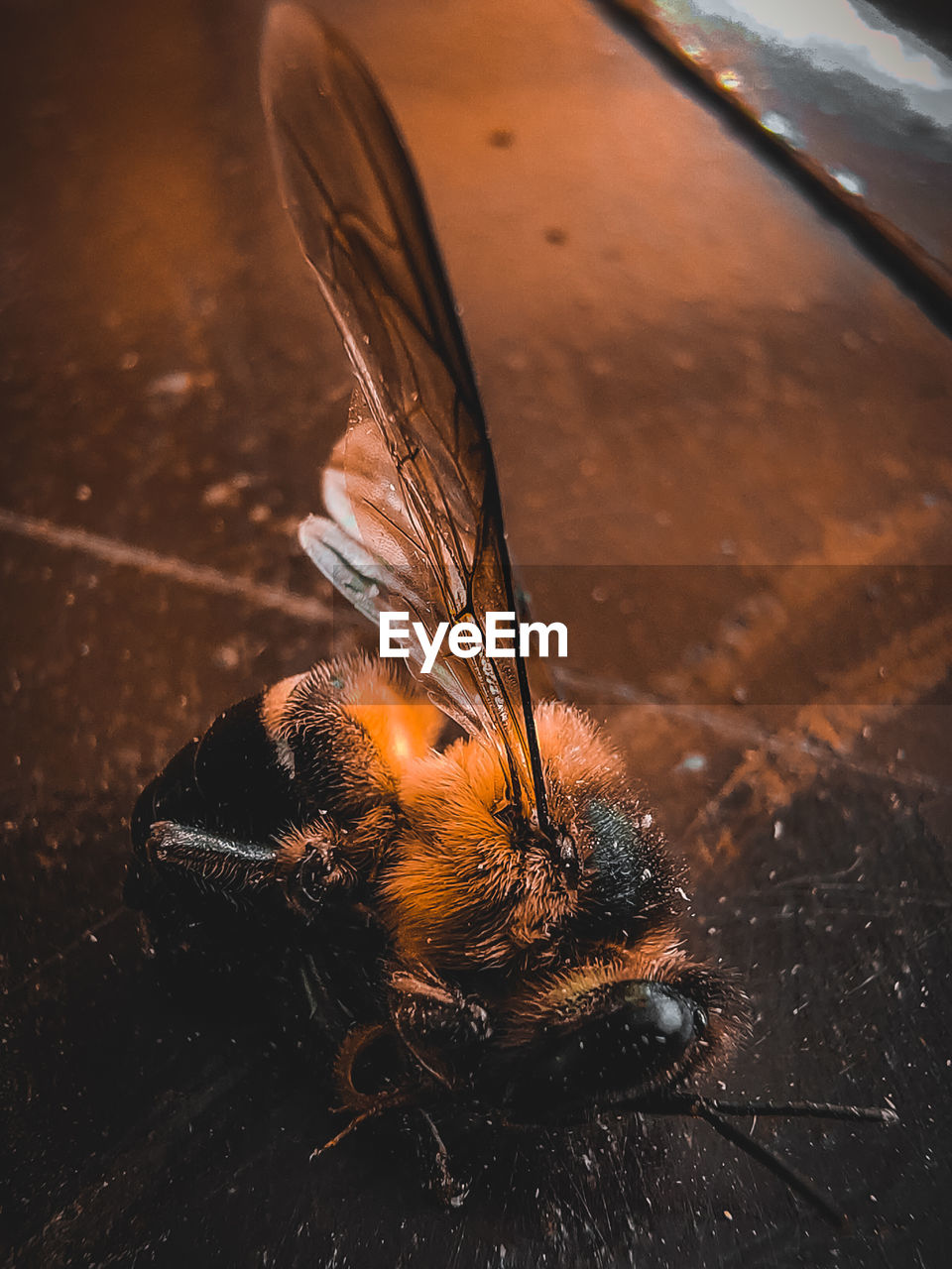 HIGH ANGLE VIEW OF BEE ON FLOOR