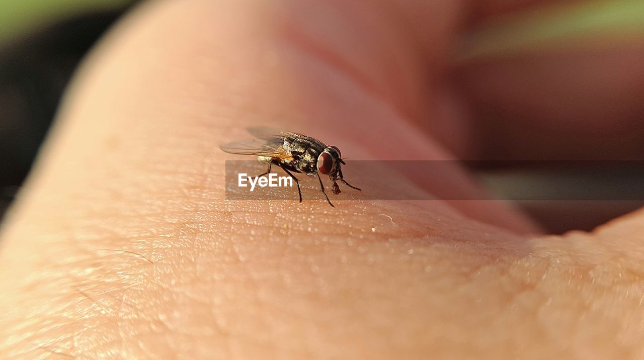 Close-up of housefly on person skin