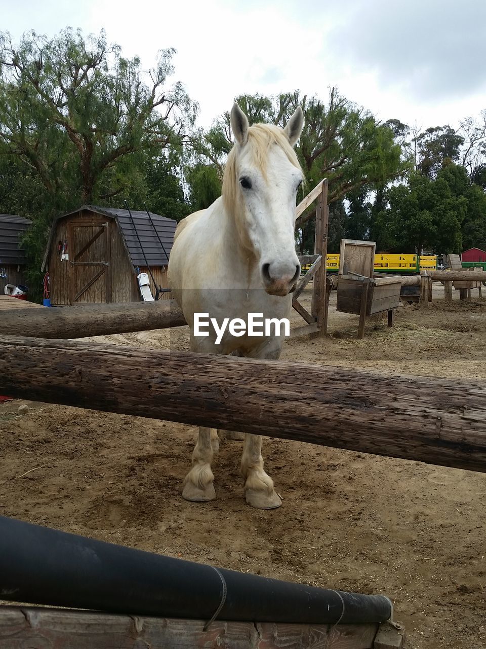 White horse in pen