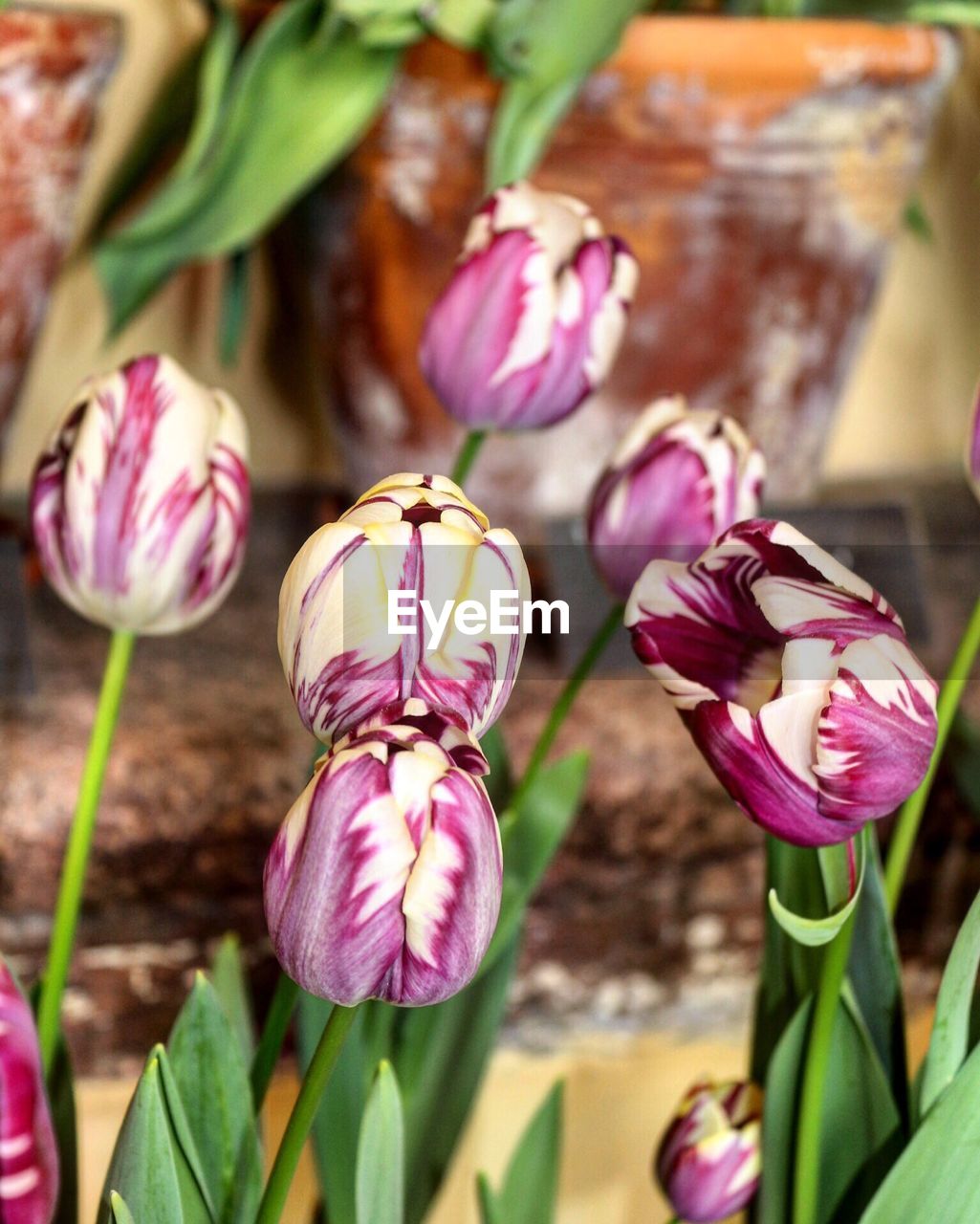 CLOSE-UP OF PINK FLOWERS BLOOMING