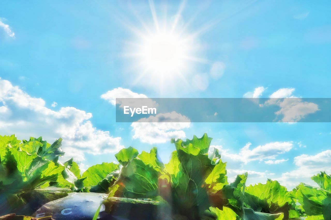 LOW ANGLE VIEW OF GREEN PLANTS AGAINST SKY