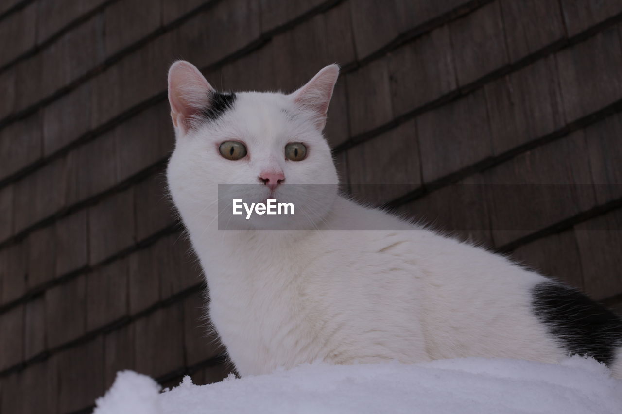 Portrait of white cat sitting against wall of snow