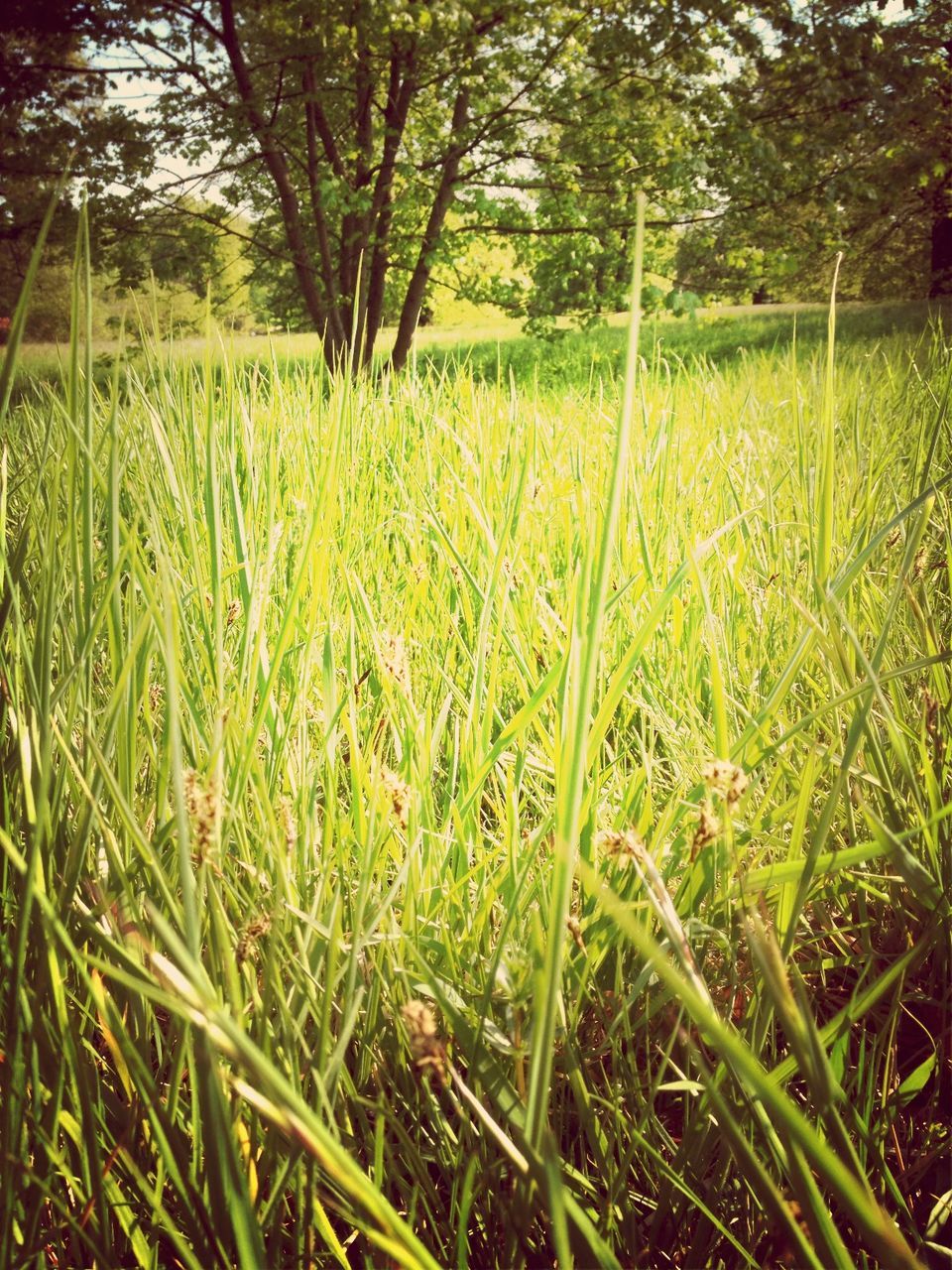 TREES ON GRASSY FIELD