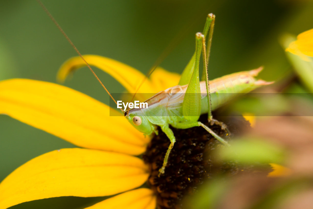 INSECT ON LEAF