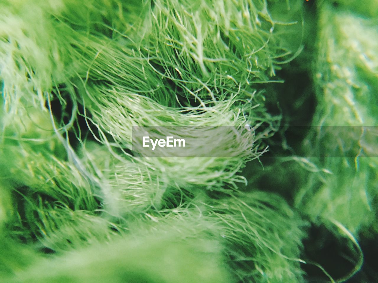 Close-up of green threads