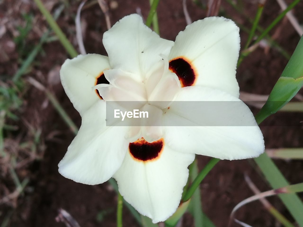 CLOSE-UP OF WHITE FLOWER BLOOMING