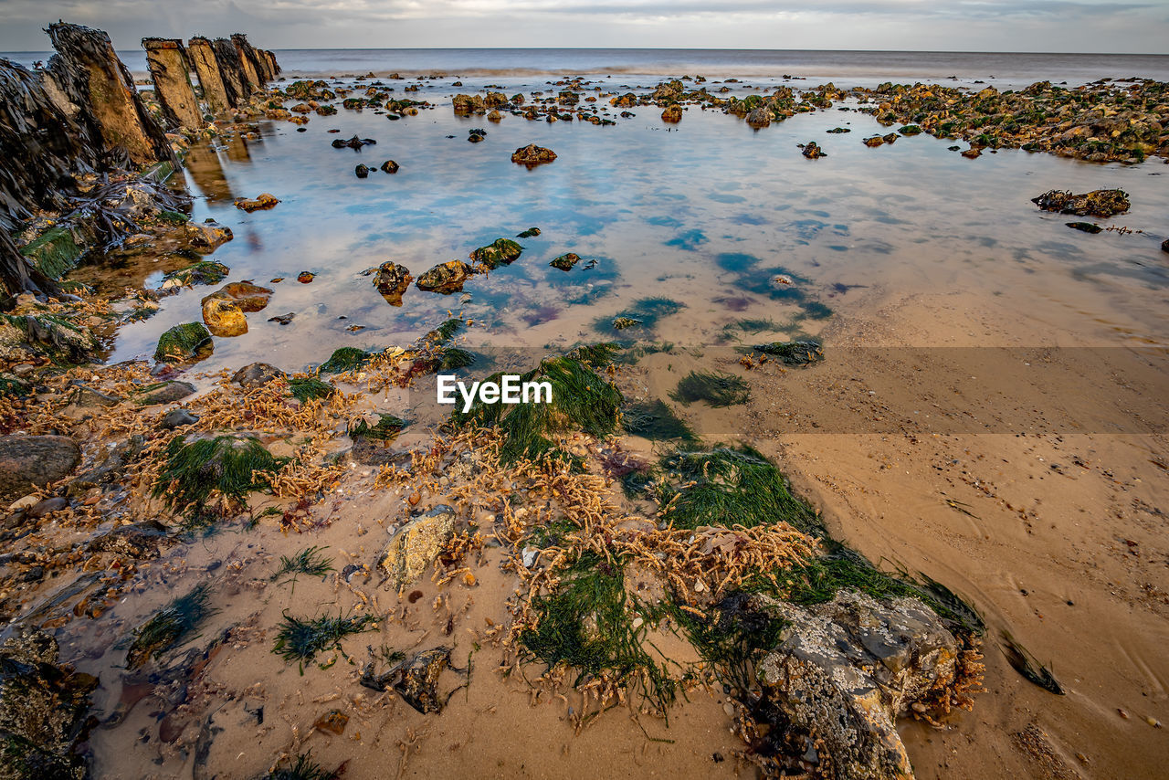 Rocks covered in seaweed in a shallow rockpool on a sandy beach on the norfolk coast