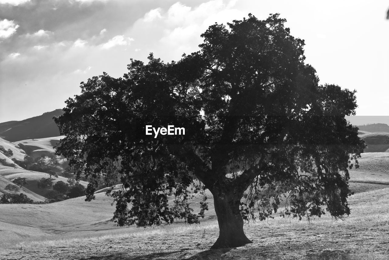 TREES ON LANDSCAPE AGAINST SKY