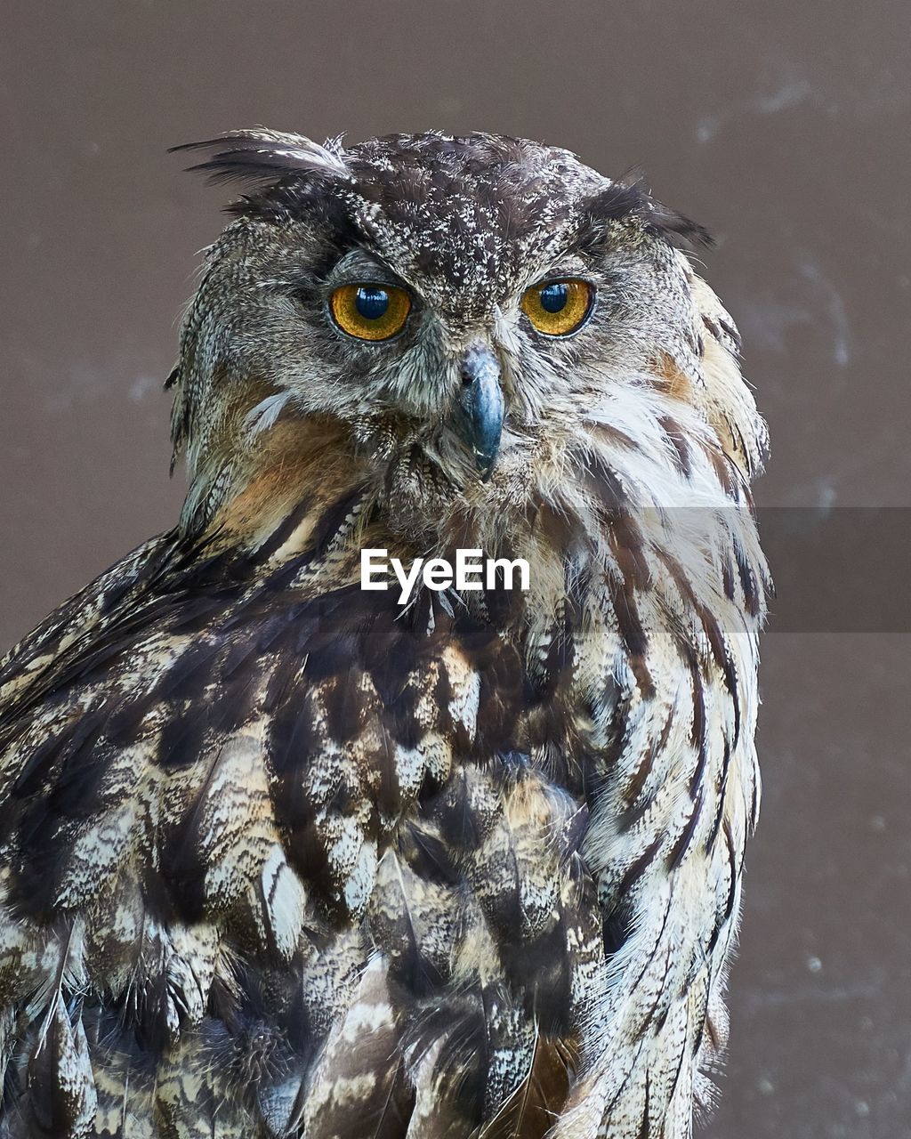 Portrait of eagle owl