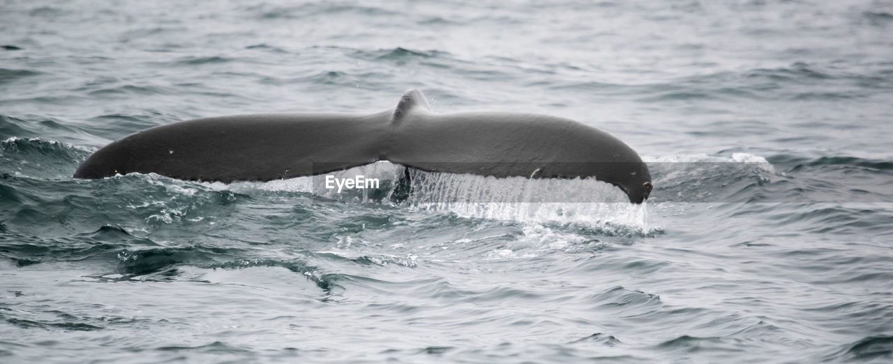 Whale swimming in sea against sky