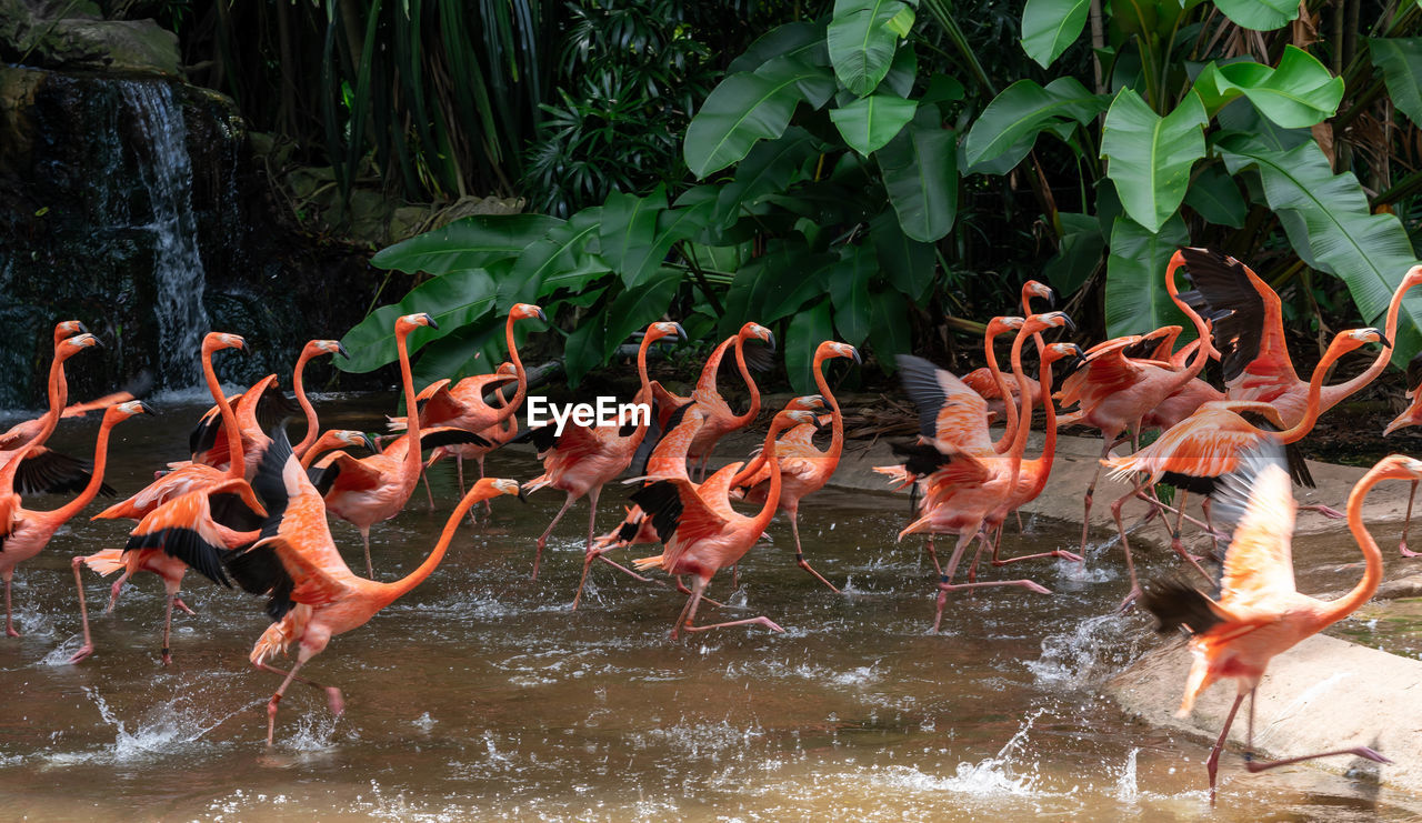 VIEW OF BIRDS IN WATER