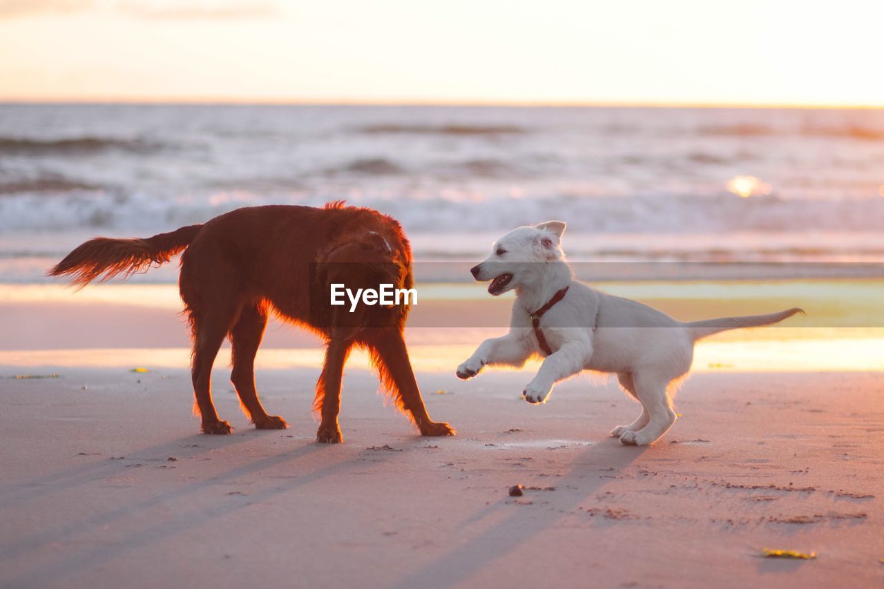 BROWN DOG ON BEACH