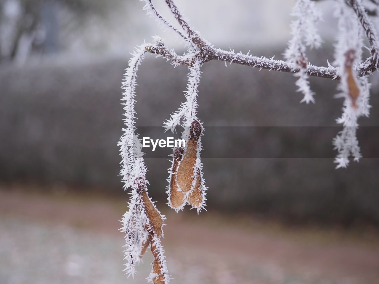 frost, winter, snow, cold temperature, branch, freezing, twig, nature, ice, frozen, plant, focus on foreground, no people, tree, close-up, day, leaf, snowflake, macro photography, beauty in nature, outdoors, tranquility, environment, white, land, flower, selective focus, coniferous tree