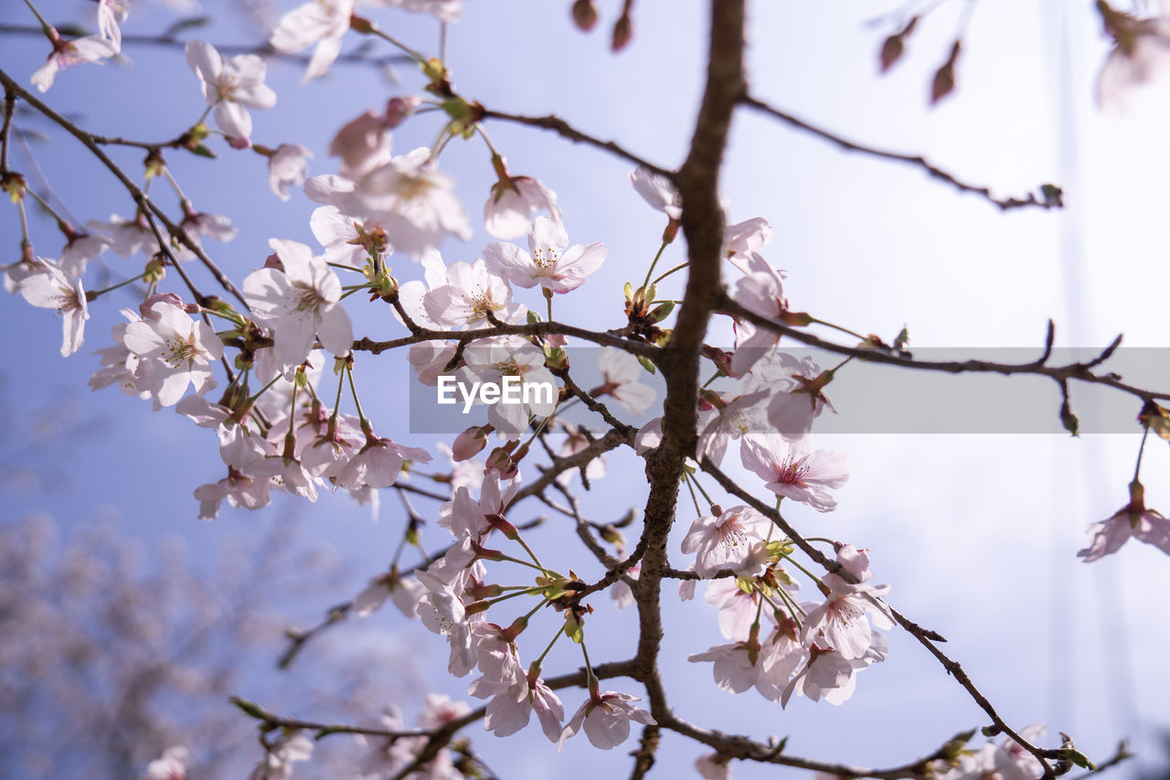 LOW ANGLE VIEW OF CHERRY BLOSSOM ON TREE