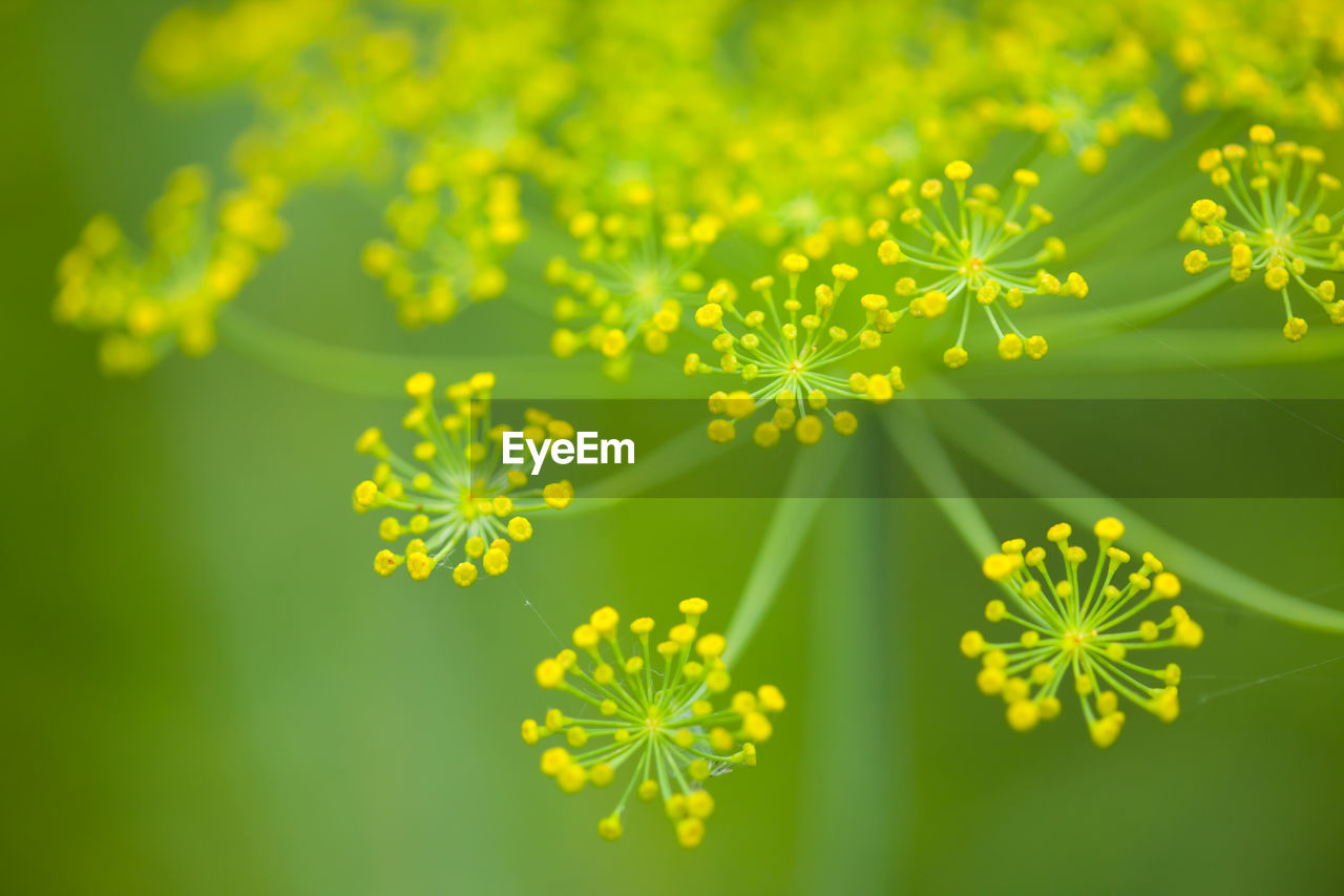 Close-up of yellow flowering plant