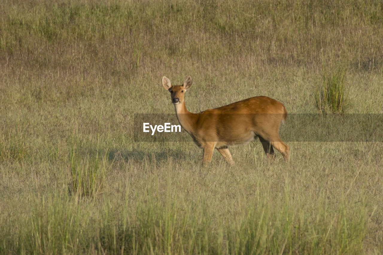 SIDE VIEW OF DEER STANDING ON GRASS