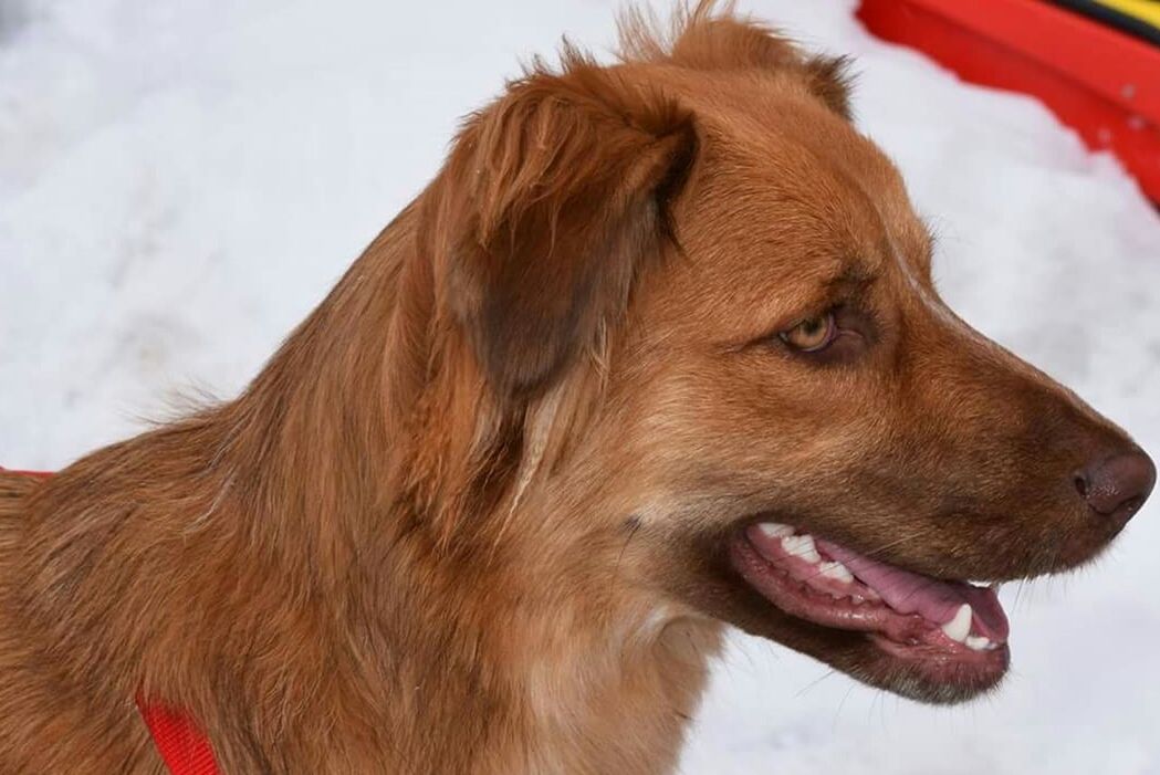 CLOSE-UP OF DOG LOOKING UP